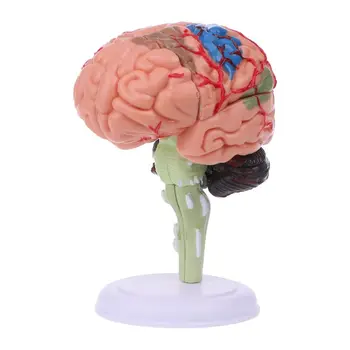 4D Разобранная анатомическая модел на човешкия мозък Инструмент за обучение на анатомията на Статуи, Скулптури За училищна употреба Челночный кораб