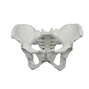 Анатомическая модел на женски таз в реален размер за акушерского и гинекологични изследвания Показва Задницата Подвздошную кост Пубис Лумбална позвонок