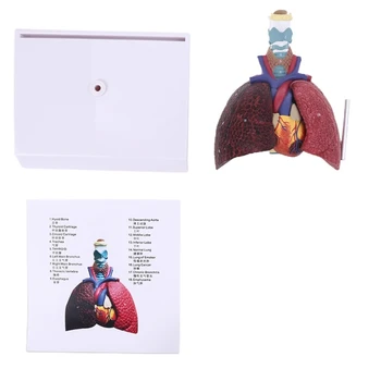 Модел на белите дробове на човека в пълен размер Анатомическая дихателна система Anatomy for Science Study Resources Display Teaching Too