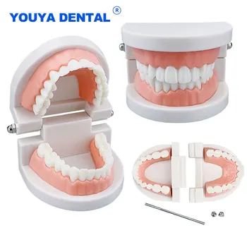 Стандартна Стоматологичен Модел Зъби За възрастни Демонстрация Typodont Образователен Инструмент За Изследване на Модел на Зъбната протеза Демонстрация на Материали Стоматологична Лаборатория Dentis